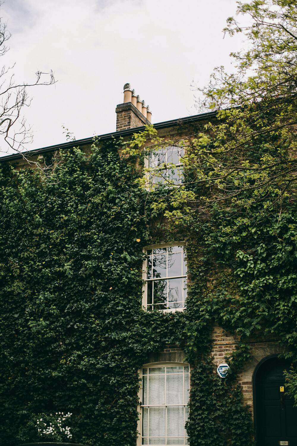 Ivy covered building