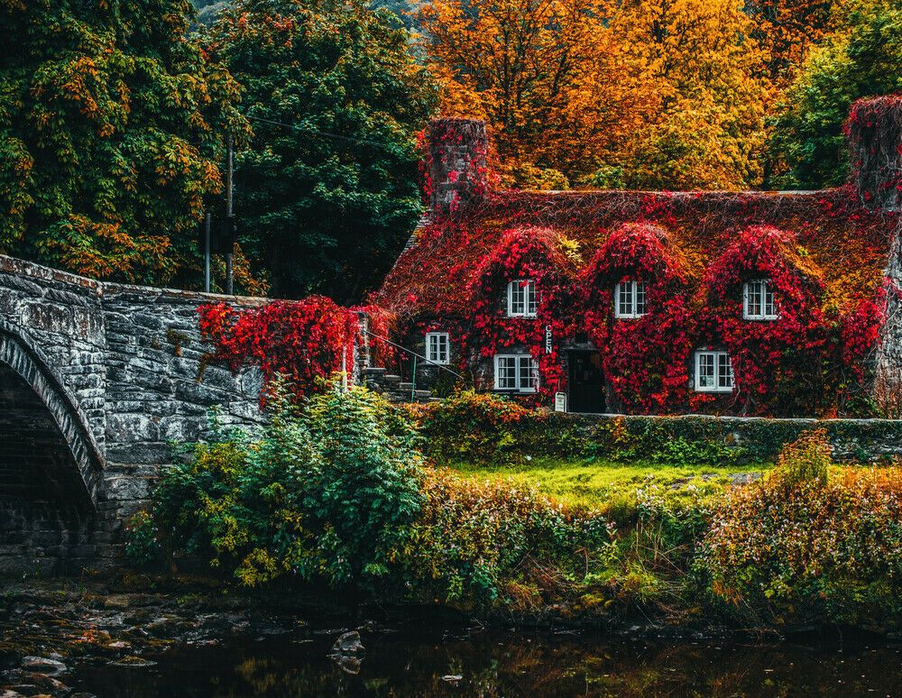 Photo of a house covered in red foliage